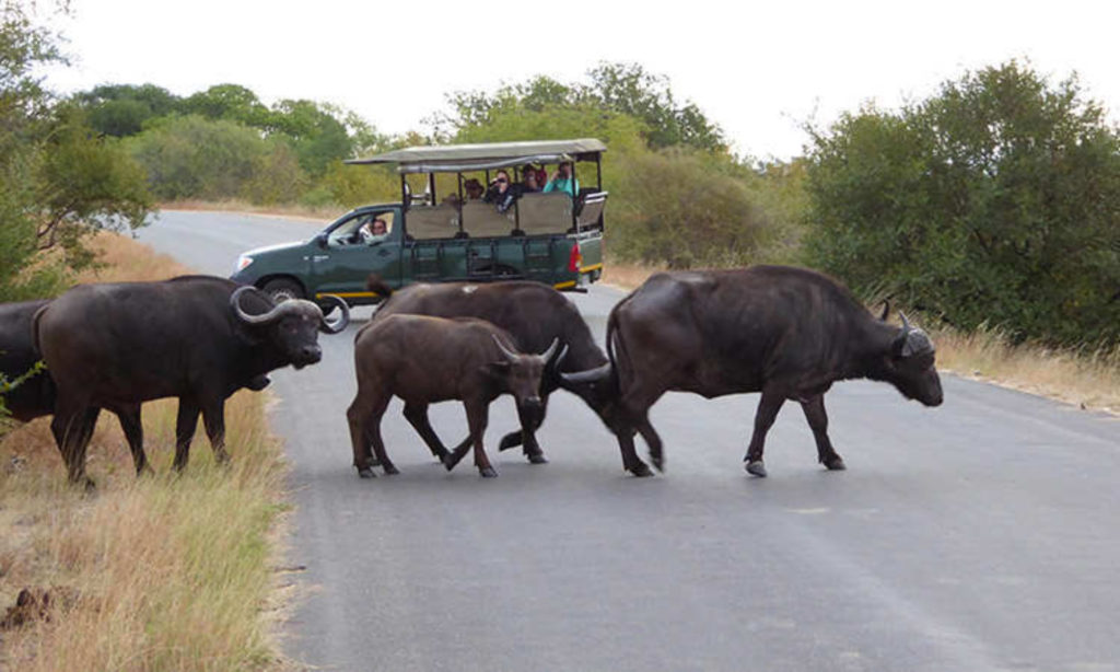 SafariLife Kruger park safari