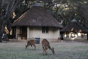 Wildlife safari - Off-suite Hut Accommodation in Kruger National Park's Pretoriuskop Rest Camp
the Accommodation Options Available in Kruger National Park?