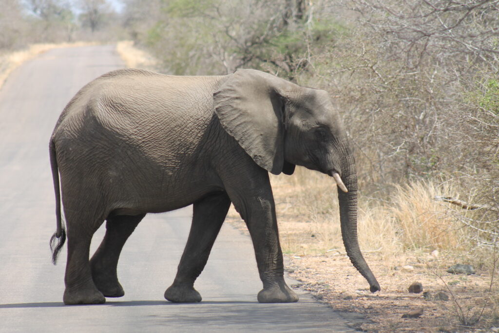 the Accommodation Options Available in Kruger National Park?