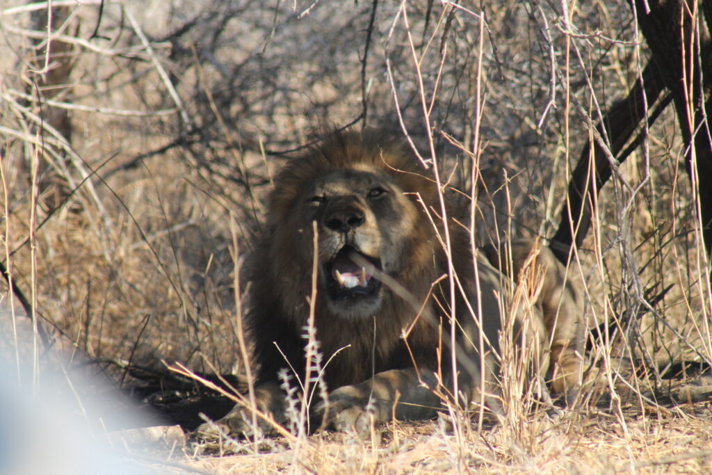 Sunrise Game Drive from the Rest Camp You Stay in
the Accommodation Options Available in Kruger National Park?