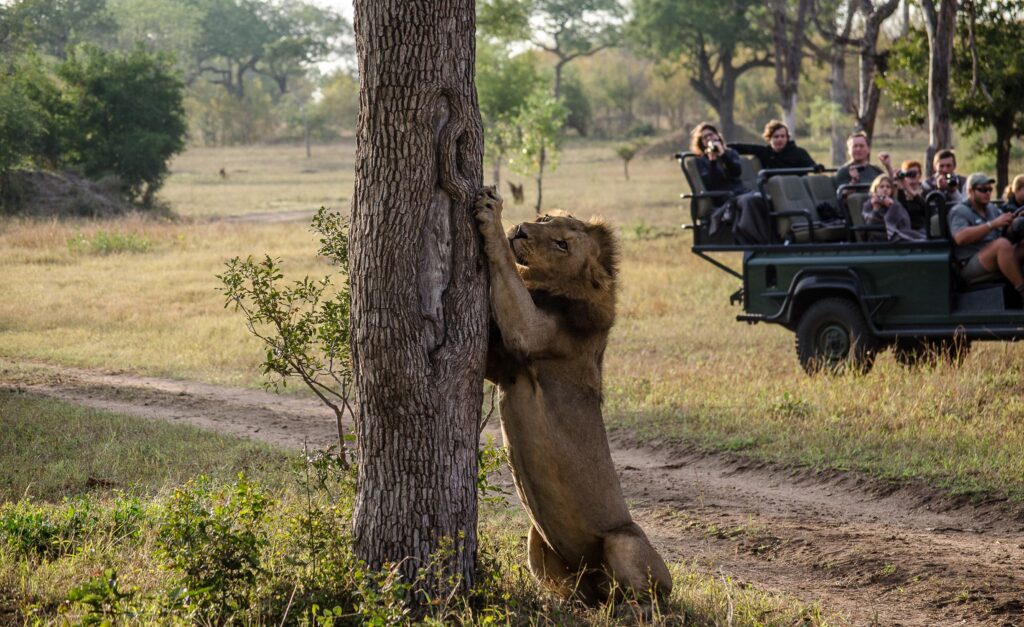 Kruger and Sabi Sand Luxury Tented Camp Safari - SafariLife - Kruger and Sabi Sand Safari - Midrange Kruger and Sabi Sand Safari under Canvas