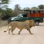 Lodge-treehouse safari in greater Kruger - SafariLife - Luxury Tented Lodge in a Private Game Reserve Safari