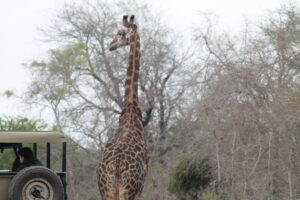 The Kruger and Sabi Sand Luxury Tented Camp Safari - Lion Sighting on Game Drive - SafariLife - Kruger and Sabi Sand Safari - En-suite Kruger Park Safari