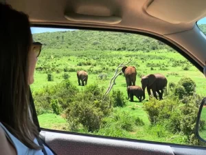 Garden Route Group Tour including Addo Elephant Park