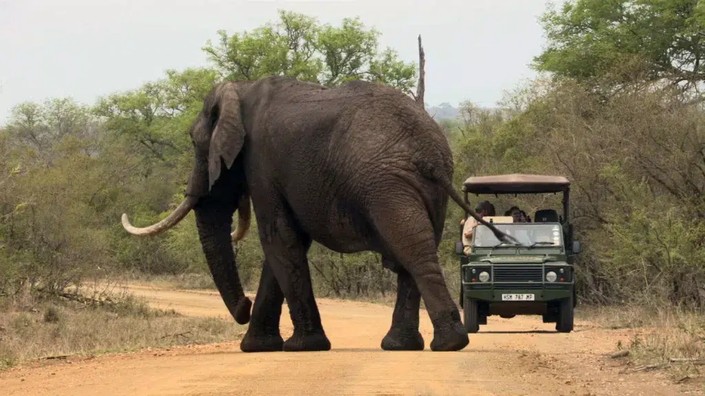 Tented Lodge Safari