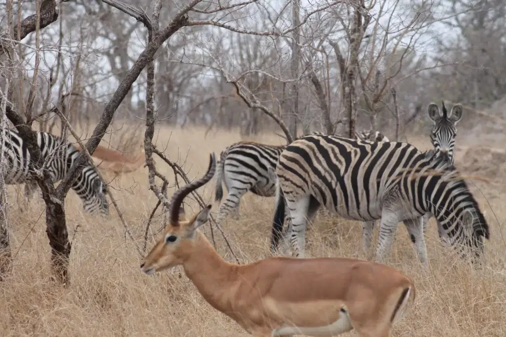 Tented Lodge Safari