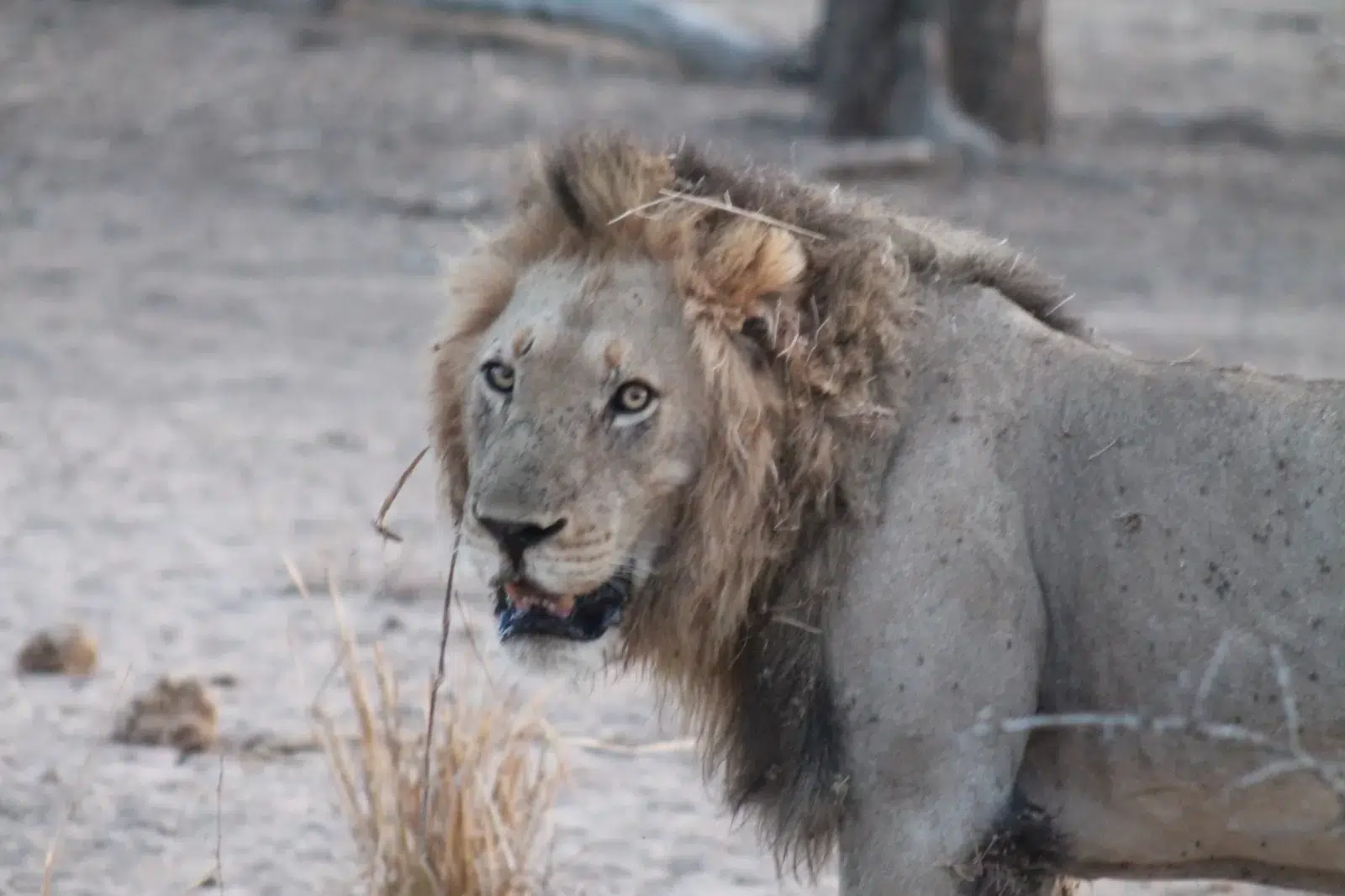 Dumela Tented Camp