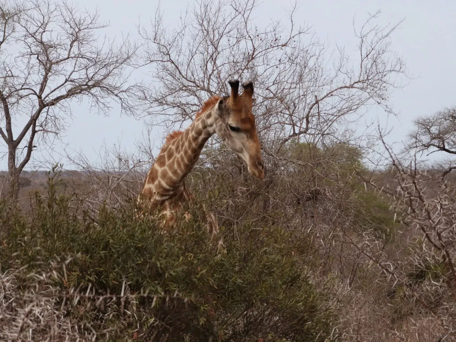 Kruger National Park
Kruger Safari
Safari
Kruger National Park Safari