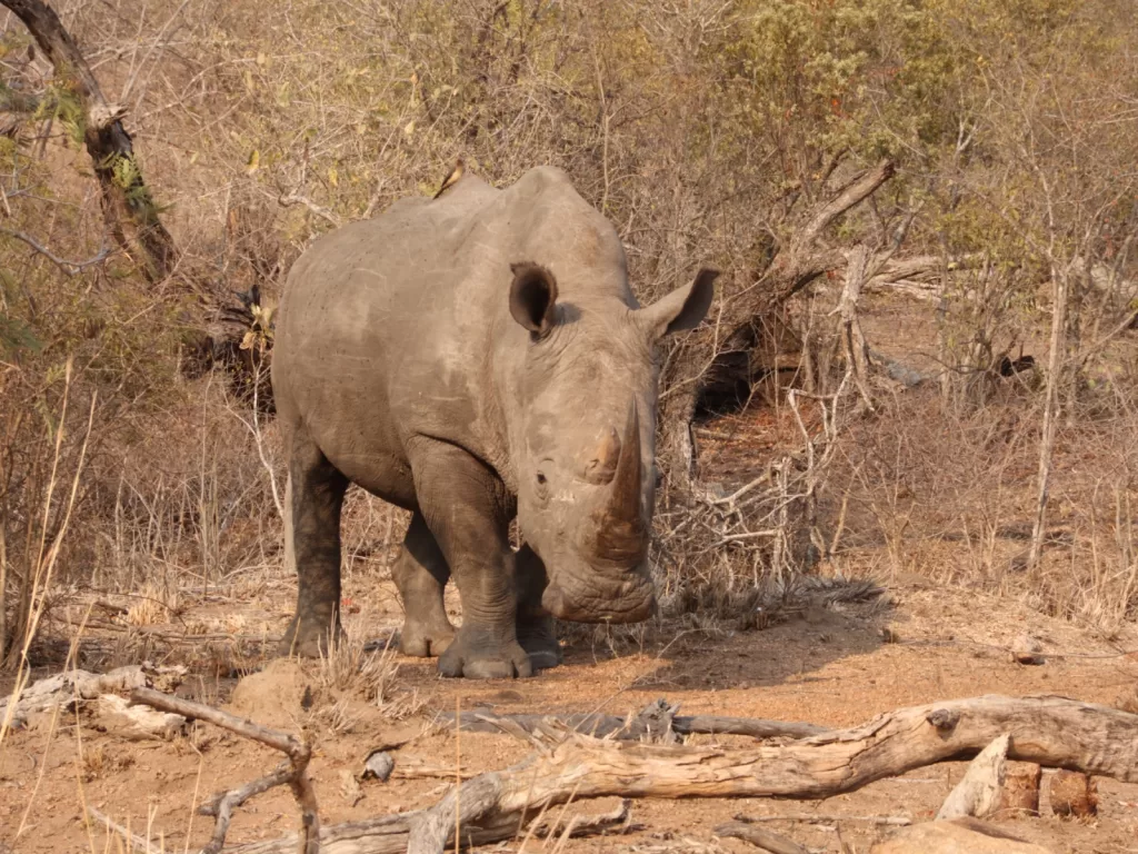 the Accommodation Options Available in Kruger National Park?