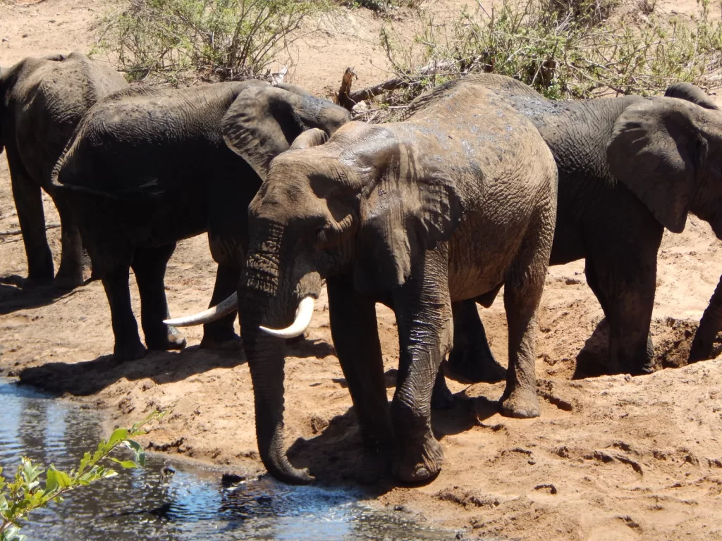 When is the Best Time to Visit Kruger National Park?