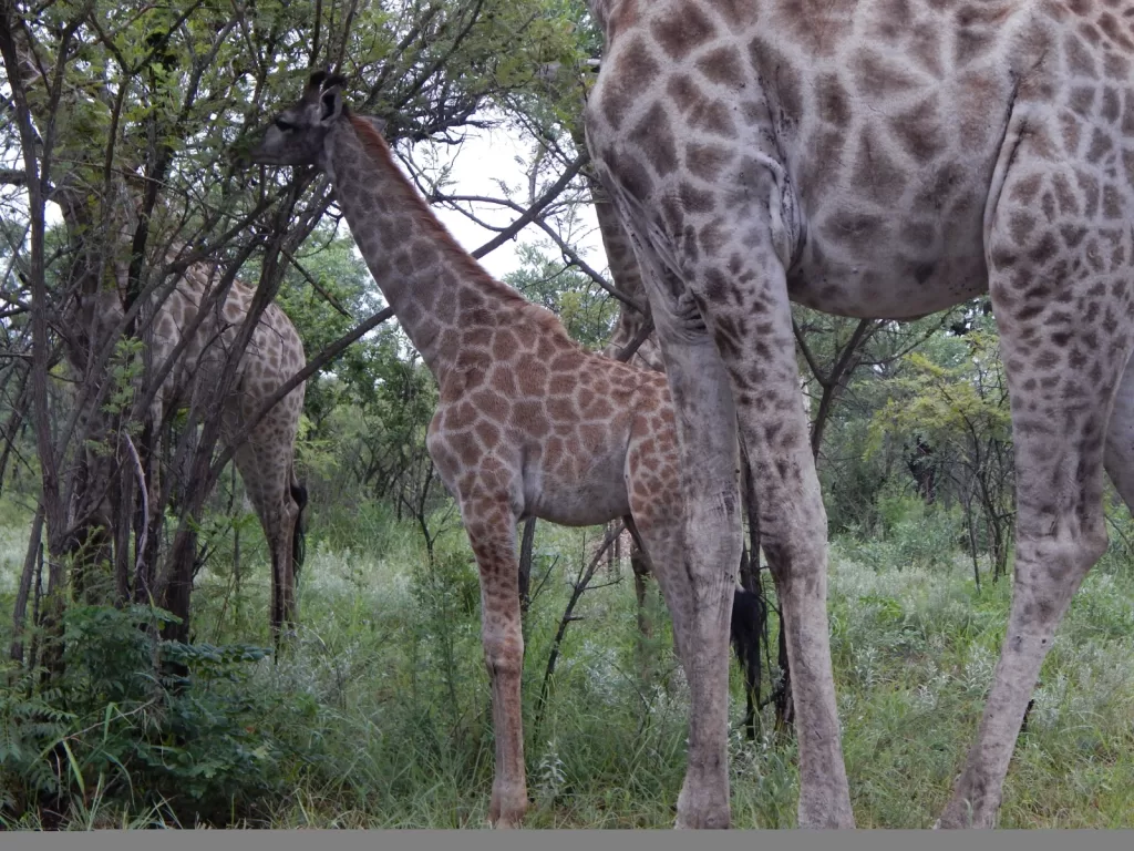 When is the Best Time to Visit Kruger National Park?