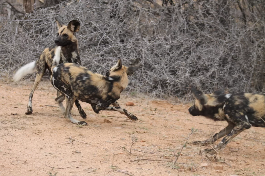 When is the Best Time to Visit Kruger National Park?