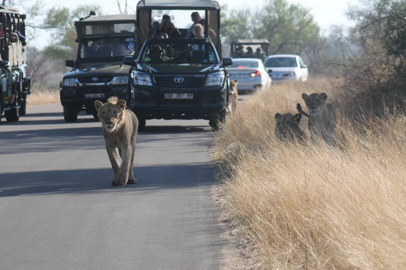 Expected on a Safari