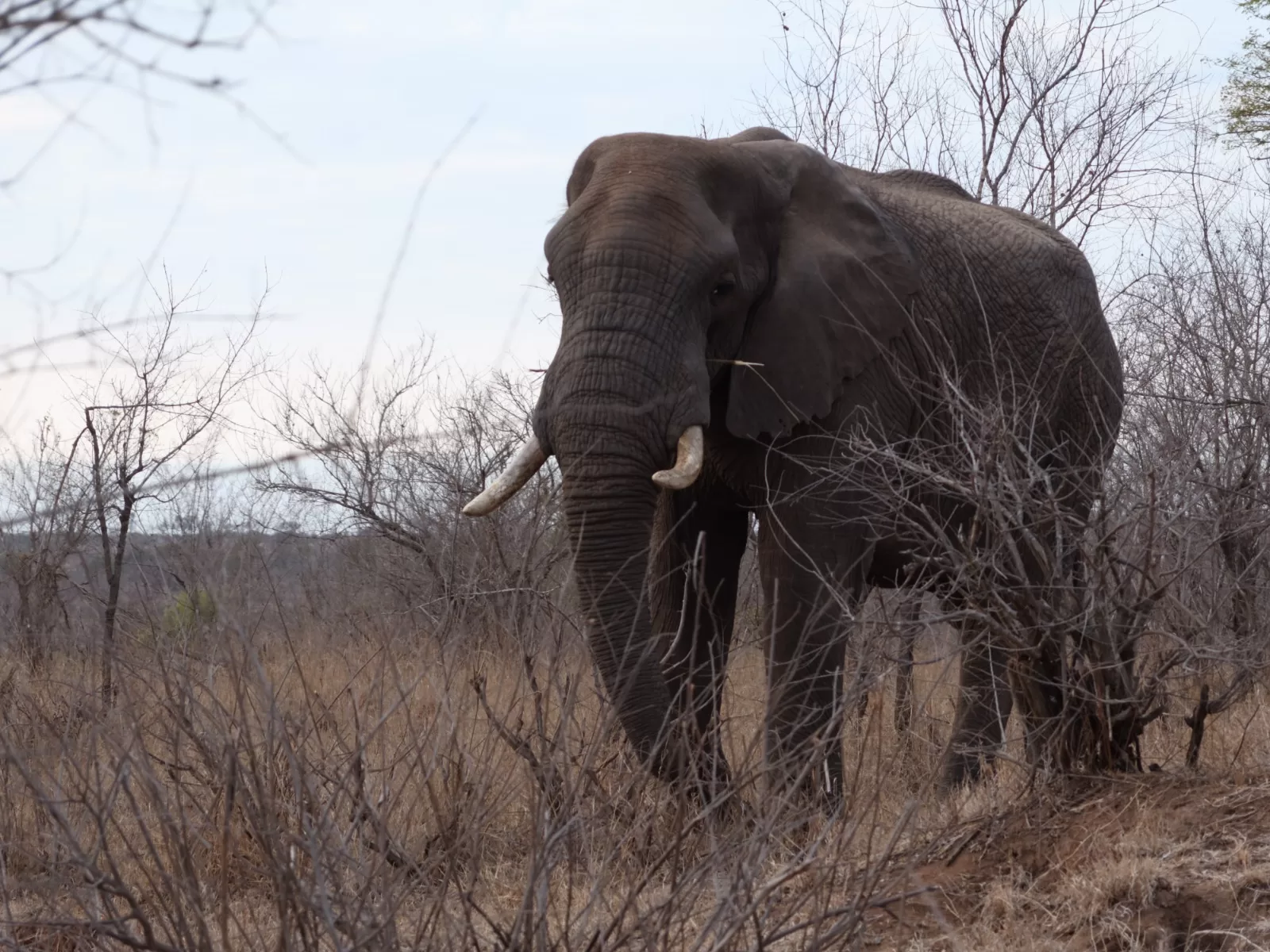 Need a Visa to Visit Kruger National Park?